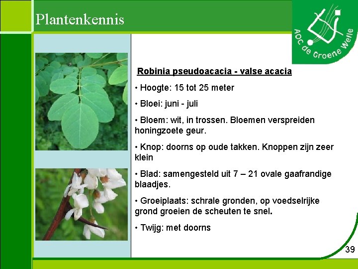 Plantenkennis Robinia pseudoacacia - valse acacia • Hoogte: 15 tot 25 meter • Bloei: