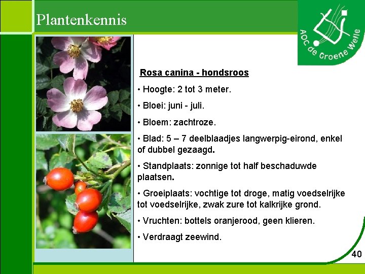 Plantenkennis Rosa canina - hondsroos • Hoogte: 2 tot 3 meter. • Bloei: juni