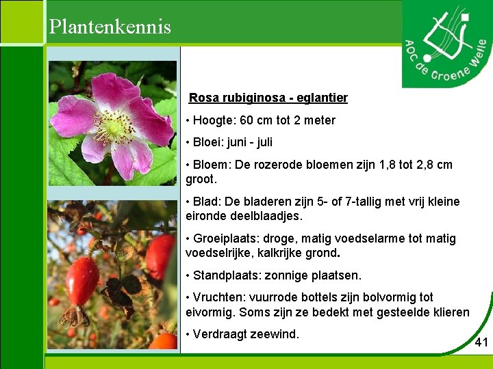 Plantenkennis Rosa rubiginosa - eglantier • Hoogte: 60 cm tot 2 meter • Bloei: