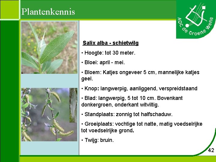 Plantenkennis Salix alba - schietwilg • Hoogte: tot 30 meter. • Bloei: april -