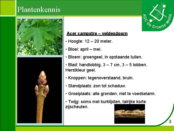 Plantenkennis Acer campstre – veldesdoorn • Hoogte: 12 – 20 meter. • Bloei: april
