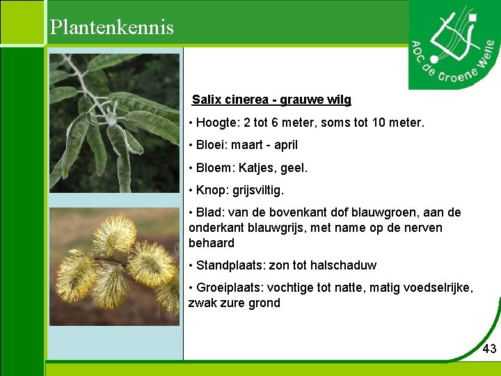 Plantenkennis Salix cinerea - grauwe wilg • Hoogte: 2 tot 6 meter, soms tot