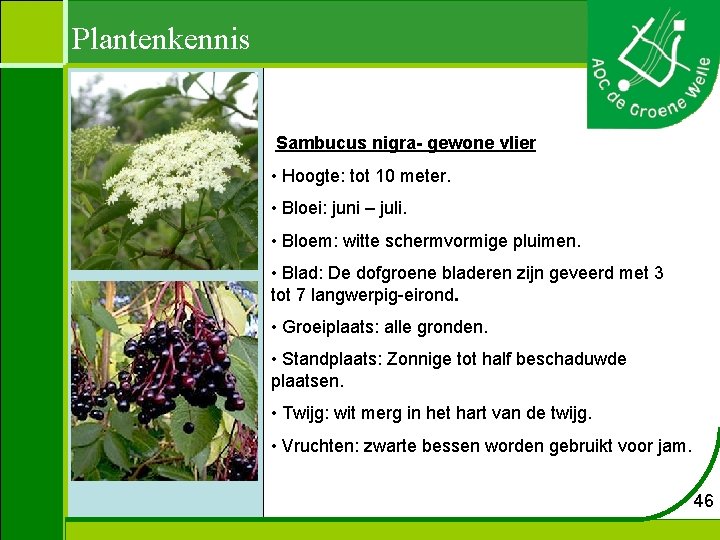 Plantenkennis Sambucus nigra- gewone vlier • Hoogte: tot 10 meter. • Bloei: juni –