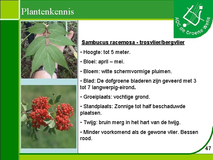Plantenkennis Sambucus racemosa - trosvlier/bergvlier • Hoogte: tot 5 meter. • Bloei: april –