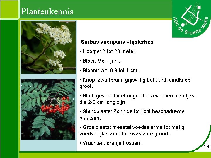 Plantenkennis Sorbus aucuparia - lijsterbes • Hoogte: 3 tot 20 meter. • Bloei: Mei