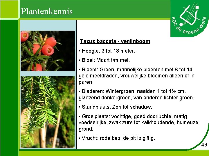 Plantenkennis Taxus baccata - venijnboom • Hoogte: 3 tot 18 meter. • Bloei: Maart