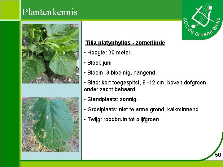 Plantenkennis Tilia platyphyllos - zomerlinde • Hoogte: 30 meter. • Bloei: juni • Bloem:
