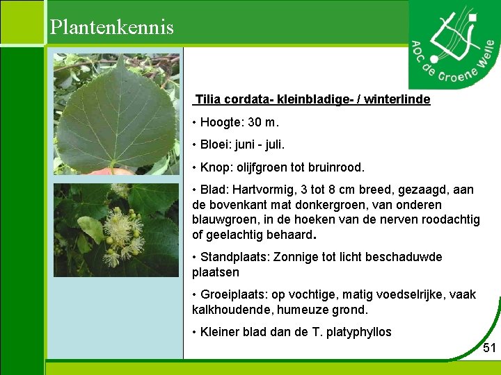 Plantenkennis Tilia cordata- kleinbladige- / winterlinde • Hoogte: 30 m. • Bloei: juni -