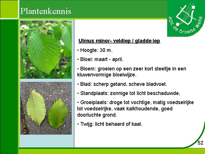 Plantenkennis Ulmus minor- veldiep / gladde iep • Hoogte: 30 m. • Bloei: maart