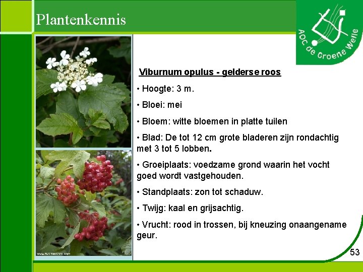 Plantenkennis Viburnum opulus - gelderse roos • Hoogte: 3 m. • Bloei: mei •