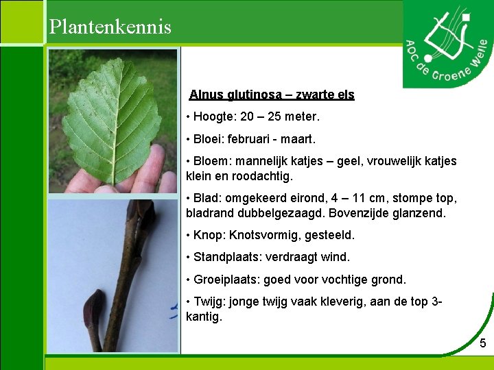 Plantenkennis Alnus glutinosa – zwarte els • Hoogte: 20 – 25 meter. • Bloei: