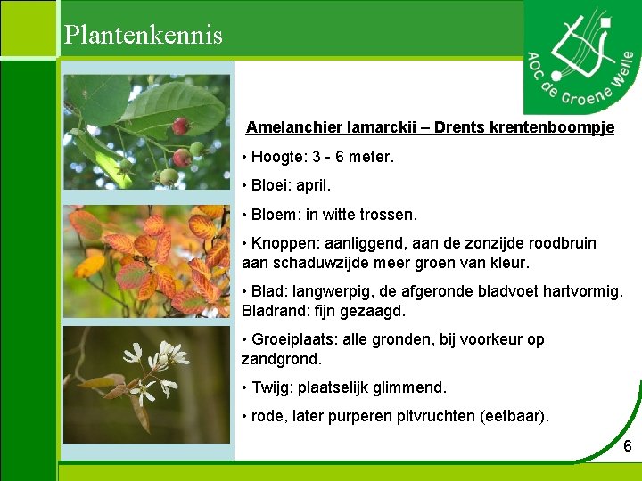 Plantenkennis Amelanchier lamarckii – Drents krentenboompje • Hoogte: 3 - 6 meter. • Bloei: