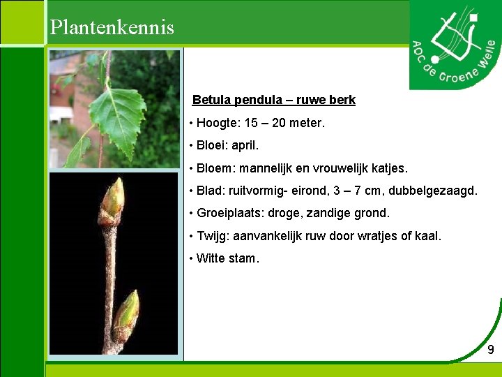 Plantenkennis Betula pendula – ruwe berk • Hoogte: 15 – 20 meter. • Bloei:
