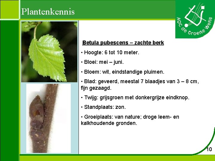 Plantenkennis Betula pubescens – zachte berk • Hoogte: 6 tot 10 meter. • Bloei: