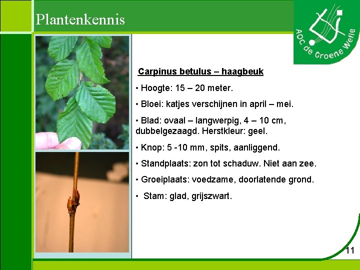 Plantenkennis Carpinus betulus – haagbeuk • Hoogte: 15 – 20 meter. • Bloei: katjes