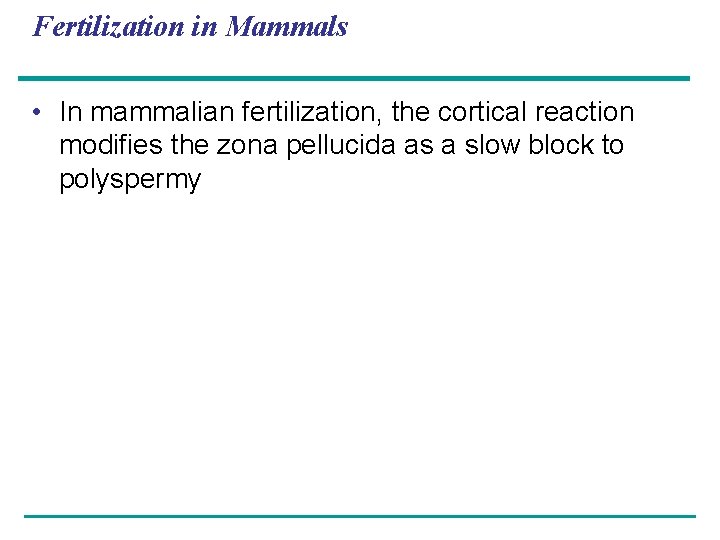 Fertilization in Mammals • In mammalian fertilization, the cortical reaction modifies the zona pellucida