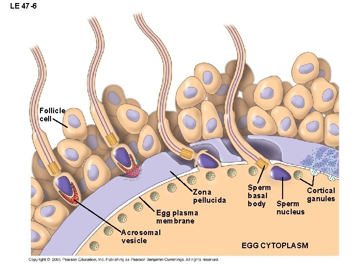 LE 47 -6 Follicle cell Zona pellucida Egg plasma membrane Acrosomal vesicle Sperm Cortical