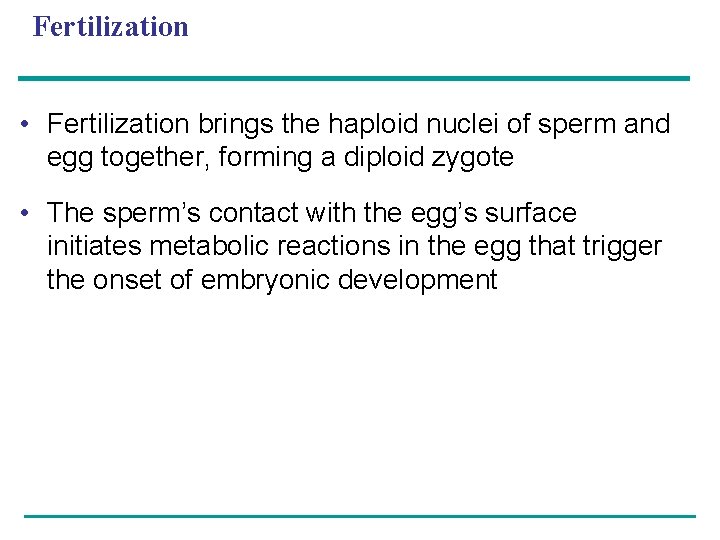 Fertilization • Fertilization brings the haploid nuclei of sperm and egg together, forming a