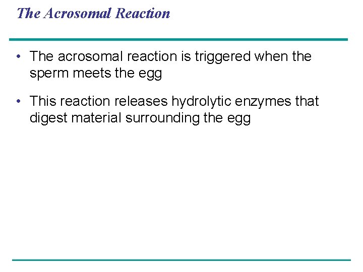 The Acrosomal Reaction • The acrosomal reaction is triggered when the sperm meets the