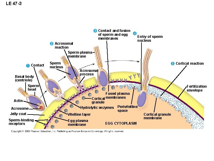 LE 47 -3 Contact and fusion of sperm and egg membranes Acrosomal reaction Sperm