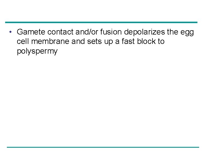  • Gamete contact and/or fusion depolarizes the egg cell membrane and sets up