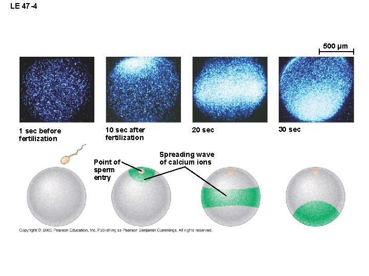 LE 47 -4 500 µm 1 sec before fertilization 10 sec after fertilization Point