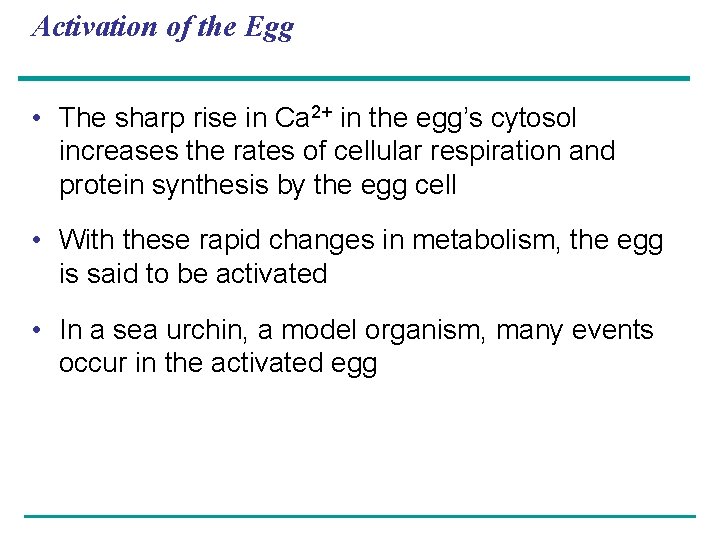 Activation of the Egg • The sharp rise in Ca 2+ in the egg’s