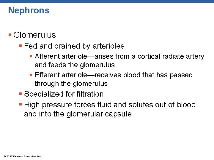 Nephrons § Glomerulus § Fed and drained by arterioles § Afferent arteriole—arises from a