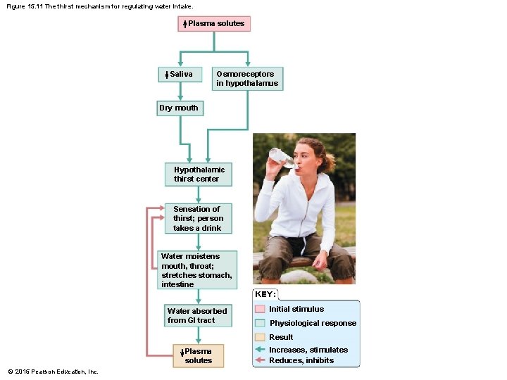 Figure 15. 11 The thirst mechanism for regulating water intake. Plasma solutes Saliva Osmoreceptors