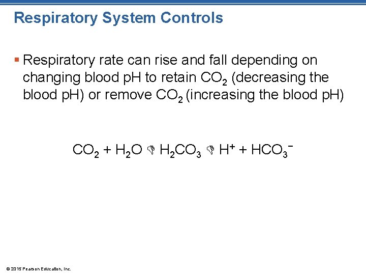 Respiratory System Controls § Respiratory rate can rise and fall depending on changing blood