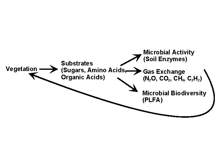 Vegetation Substrates (Sugars, Amino Acids, Organic Acids) Microbial Activity (Soil Enzymes) Gas Exchange (N