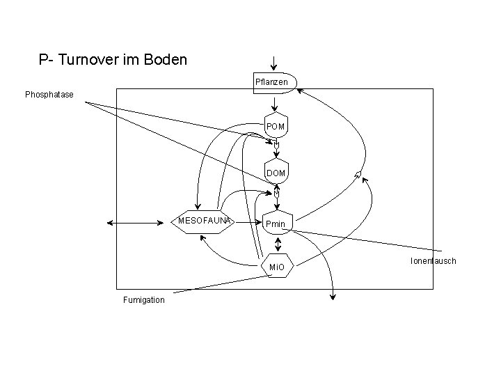 P- Turnover im Boden Pflanzen Phosphatase POM DOM MESOFAUNA Pmin Mi. O Fumigation Ionentausch