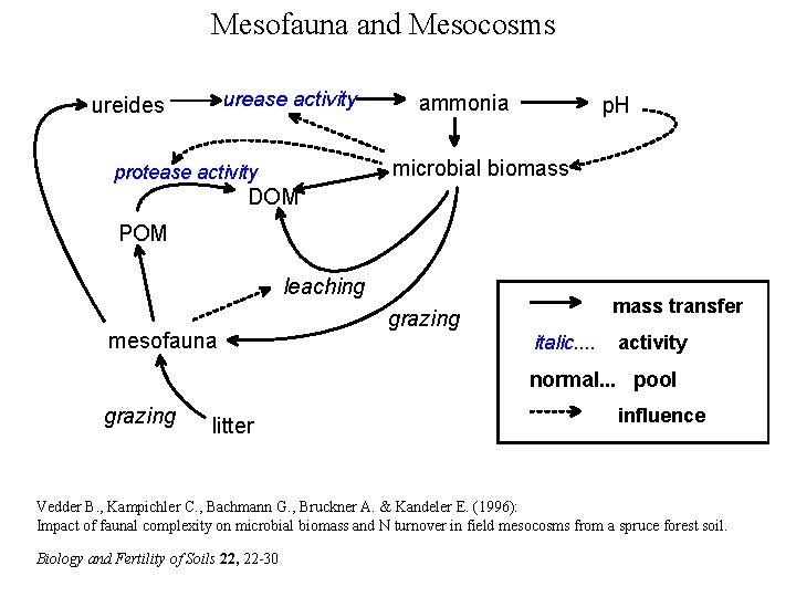 Mesofauna and Mesocosms urease activity ureides ammonia p. H microbial biomass protease activity DOM