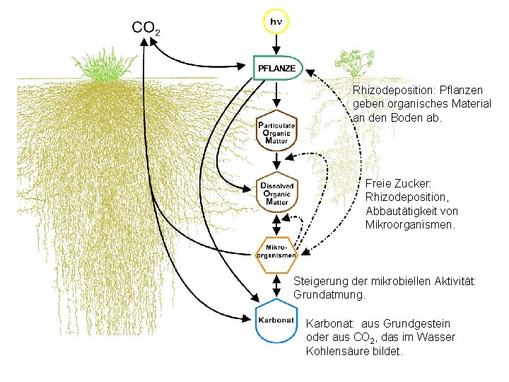 Rhizodeposition: Pflanzen geben organisches Material an den Boden ab. Freie Zucker: Rhizodeposition, Abbautätigkeit von