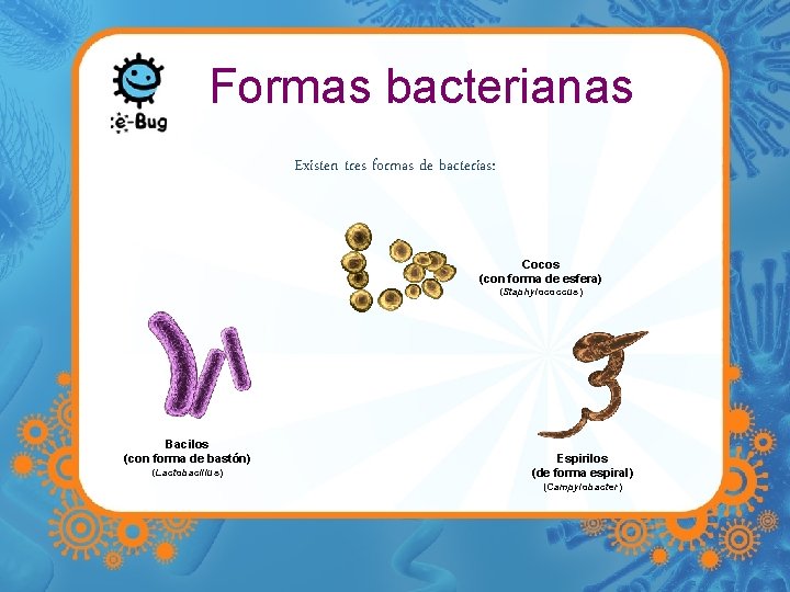 Formas bacterianas Existen tres formas de bacterias: Cocos (con forma de esfera) (Staphylococcus) Bacilos
