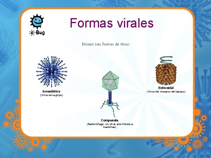 Formas virales Existen tres formas de virus: Helicoidal Icosaédrica (Virus del mosaico del tabaco)