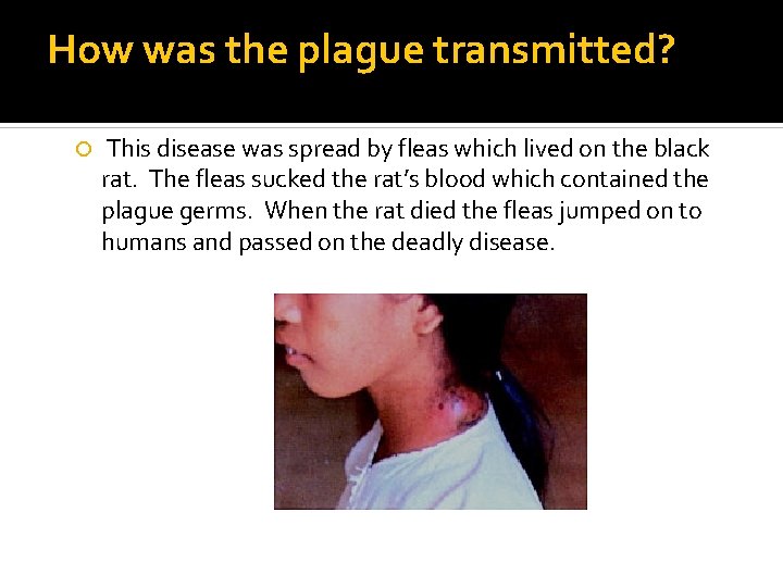 How was the plague transmitted? This disease was spread by fleas which lived on
