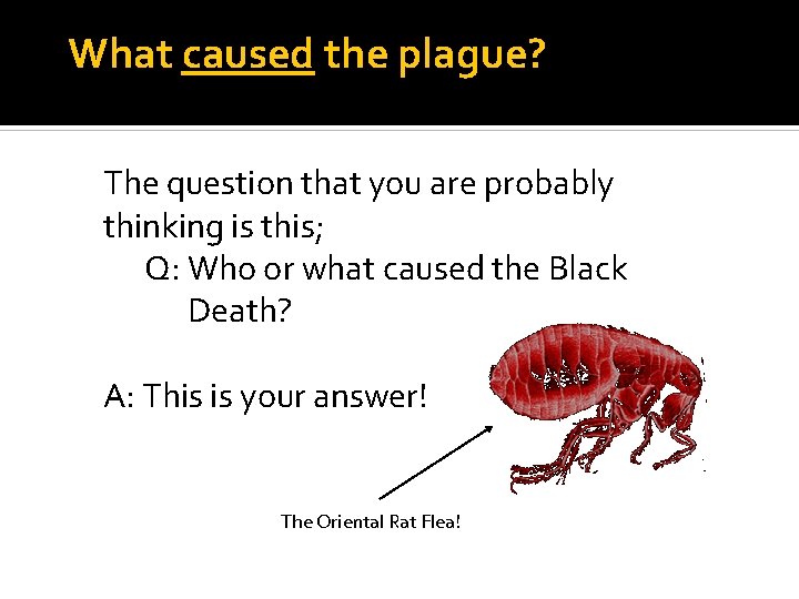 What caused the plague? The question that you are probably thinking is this; Q: