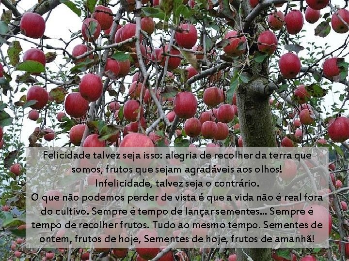 Felicidade talvez seja isso: alegria de recolher da terra que somos, frutos que sejam