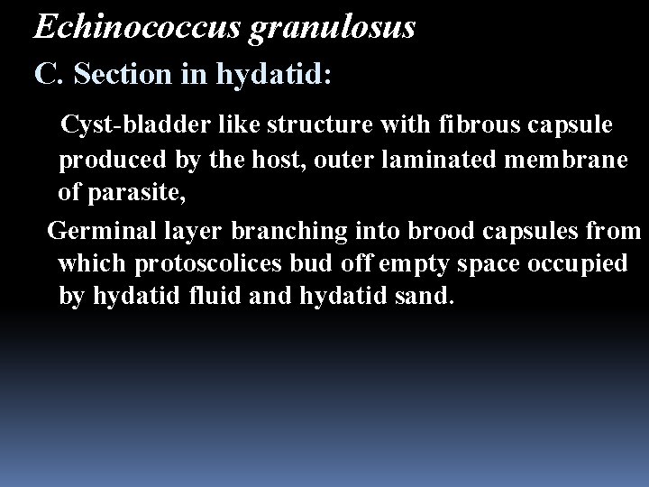 Echinococcus granulosus C. Section in hydatid: Cyst-bladder like structure with fibrous capsule produced by