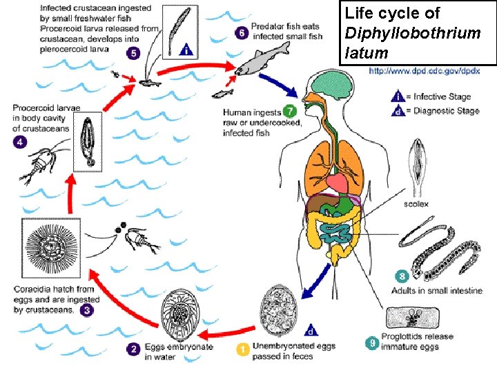 Life cycle of Diphyllobothrium latum 