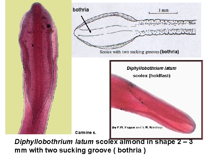 bothria (bothria) Carmine s. Diphyllobothrium latum scolex almond in shape 2 – 3 mm