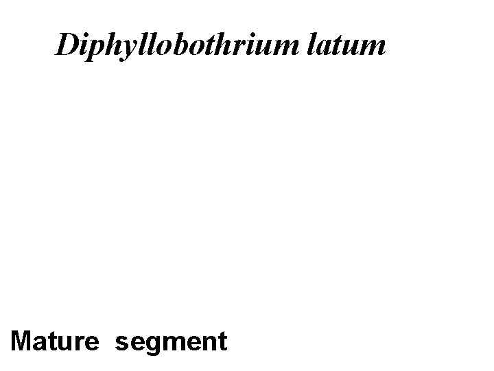 Diphyllobothrium latum Mature segment 