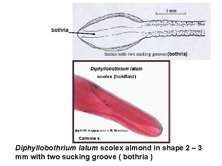 bothria (bothria) Carmine s. Diphyllobothrium latum scolex almond in shape 2 – 3 mm
