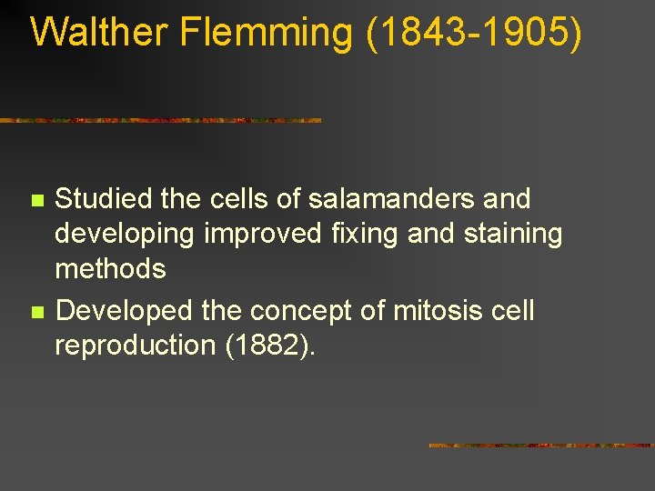 Walther Flemming (1843 -1905) n n Studied the cells of salamanders and developing improved