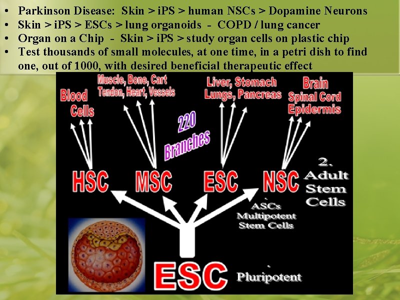  • • Parkinson Disease: Skin > i. PS > human NSCs > Dopamine