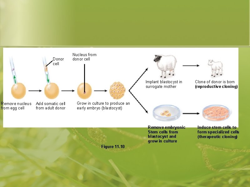 Donor cell Nucleus from donor cell Implant blastocyst in surrogate mother Remove nucleus from