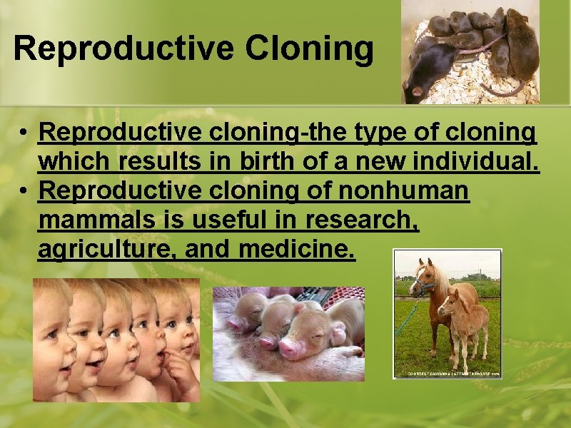 Reproductive Cloning • Reproductive cloning-the type of cloning which results in birth of a
