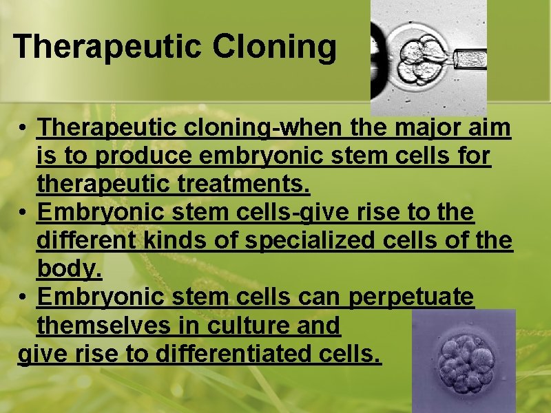 Therapeutic Cloning • Therapeutic cloning-when the major aim is to produce embryonic stem cells