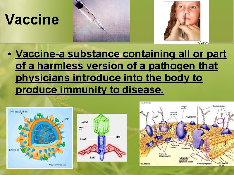 Vaccine • Vaccine-a substance containing all or part of a harmless version of a